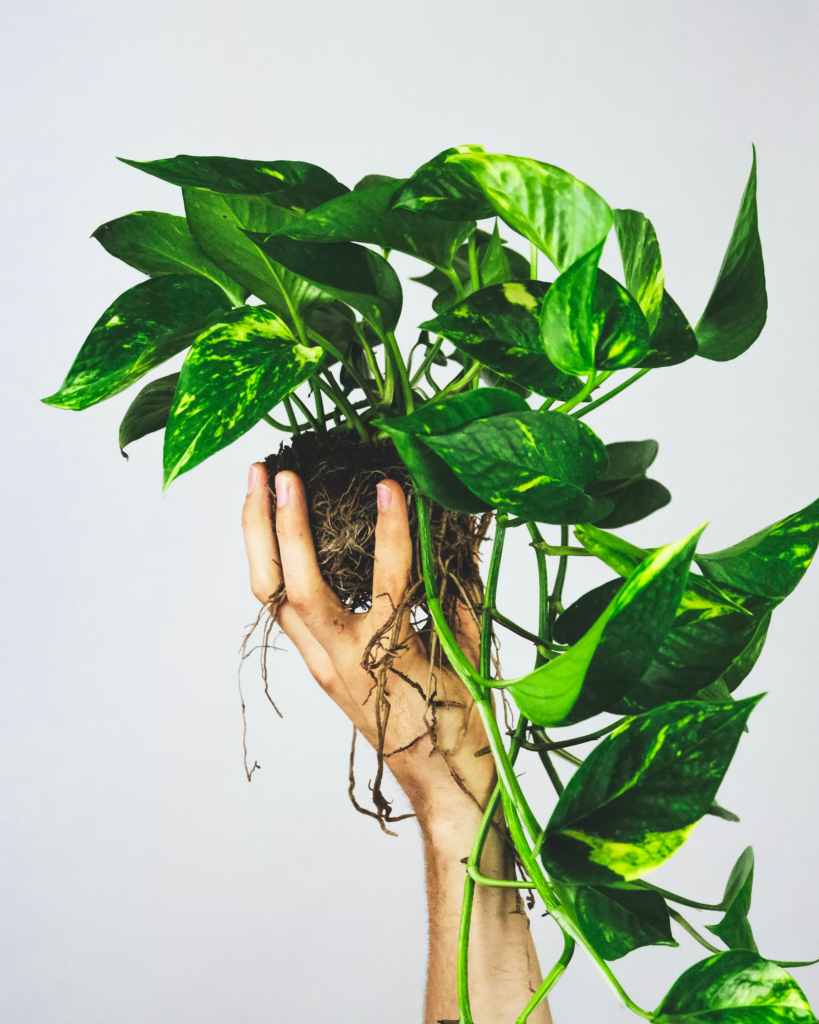 Golden Pothos Great Beginner-Friendly Houseplant