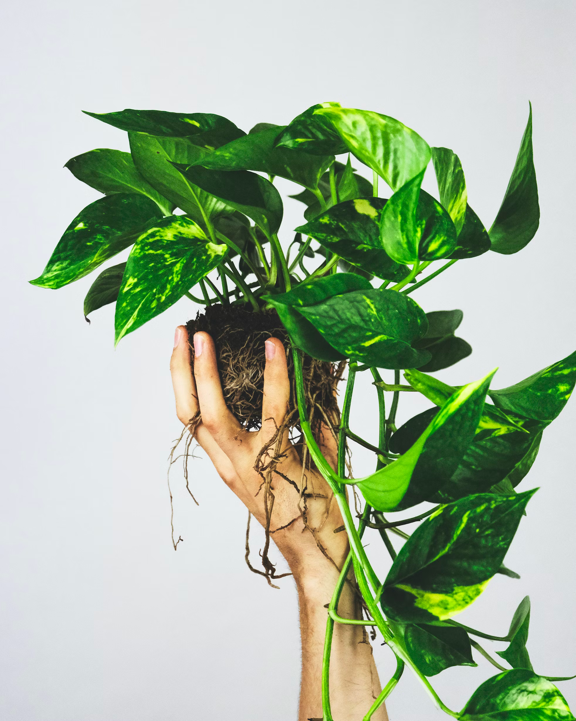How to Propagate Golden Pothos