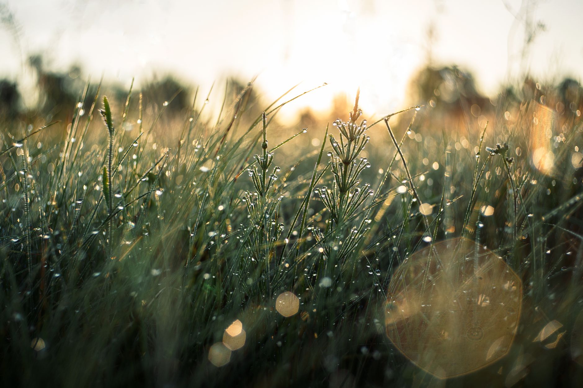 Natural Energy Boosters: Plants, Habits & Nutrition