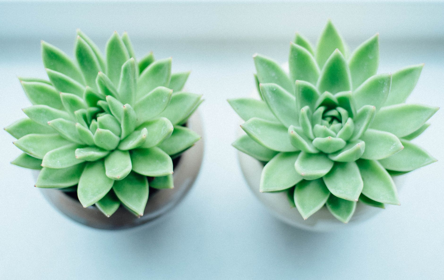 Succulent Care for Beginners: Simple Guide