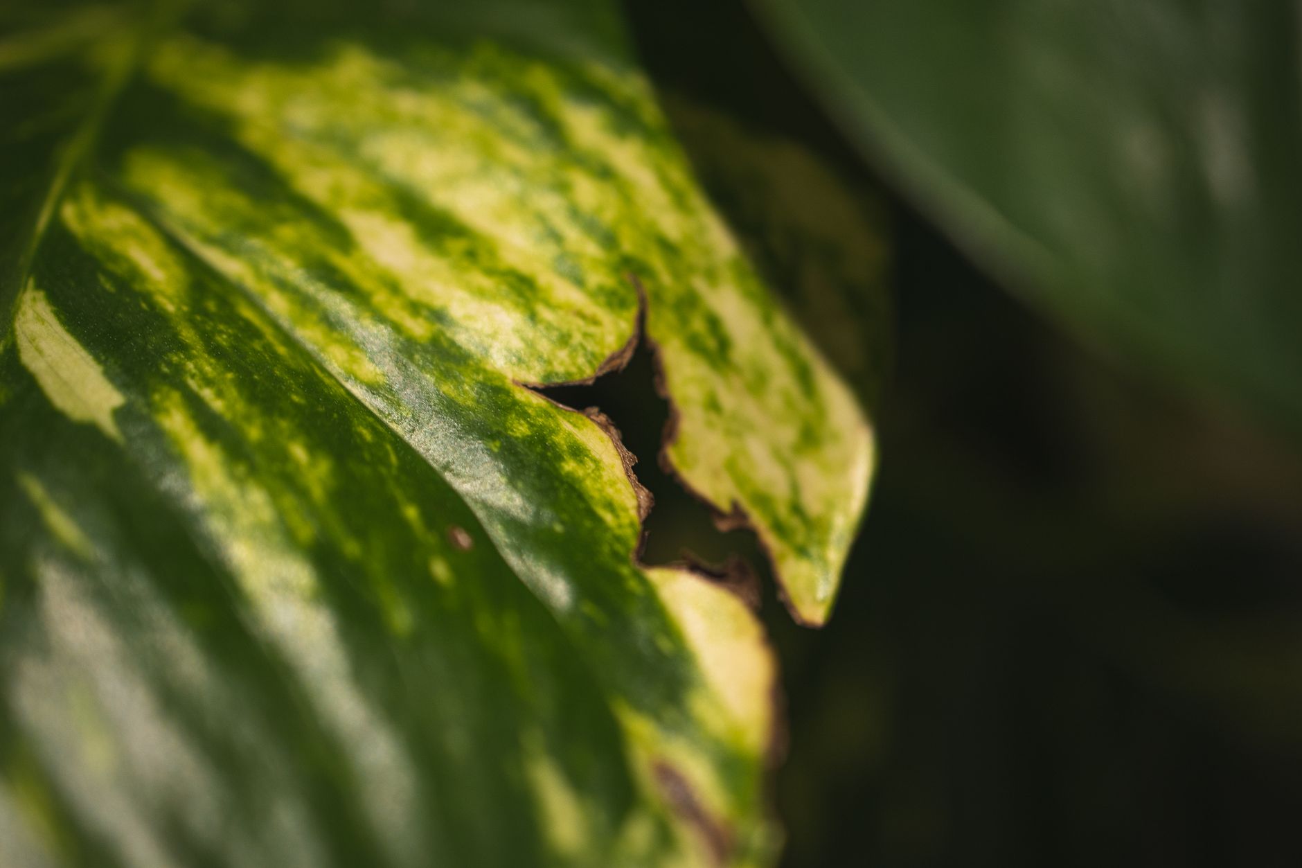 Why Is My Pothos Turning Yellow? (Fix It Fast)